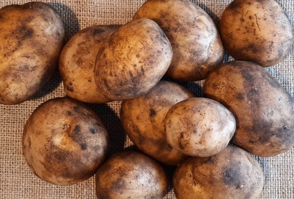 Maris Piper Potatoes