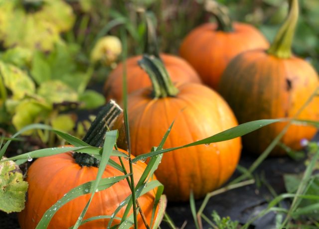 PUMPKIN FIELD 2 (1) PUMPKIN FIELD 2 (1)