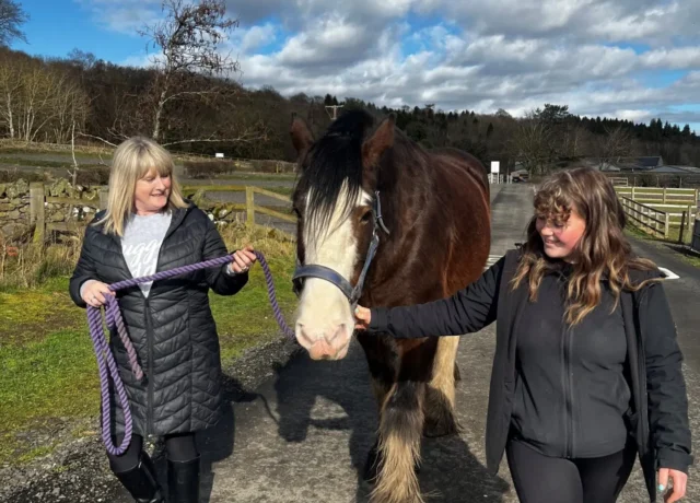 Image 1 clydesdale