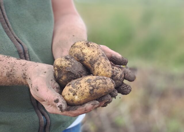 PYO Potatoes