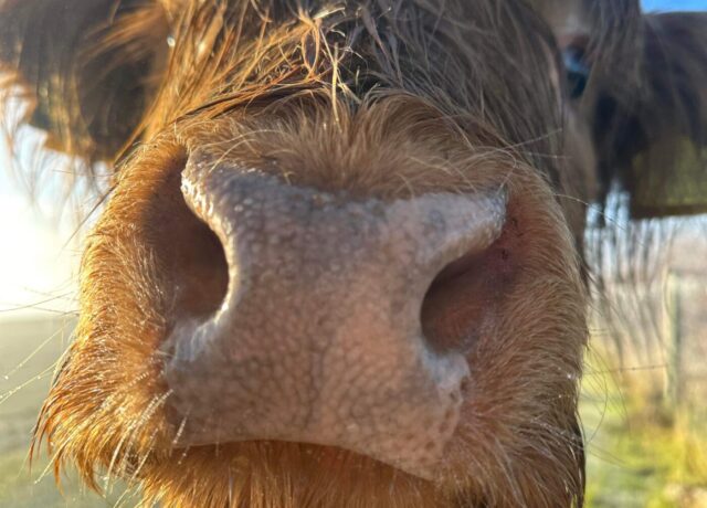 highland cow