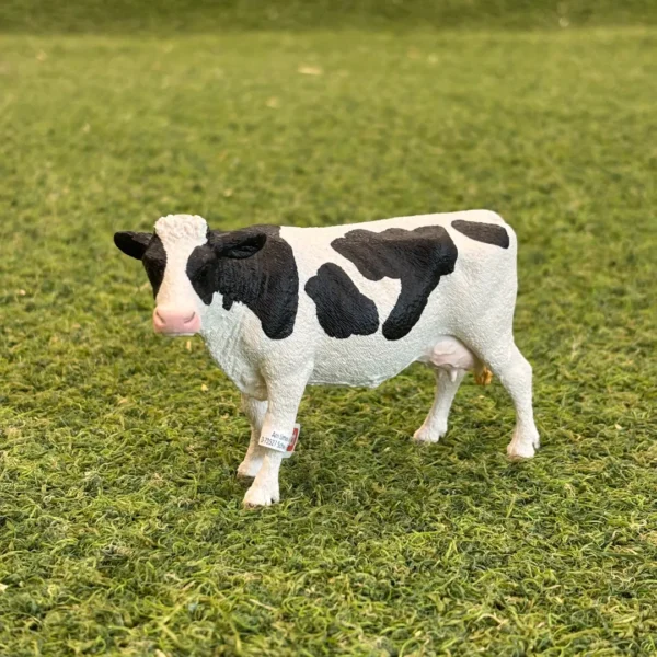 Schwein Holstein Cow