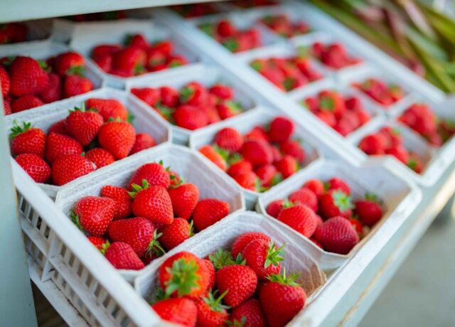strawberry picking