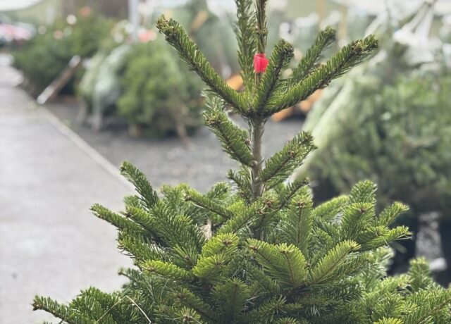 IMG_7077 Christmas tree