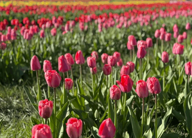Screenshot 2025-12-09 135205 Scottish tulip festival