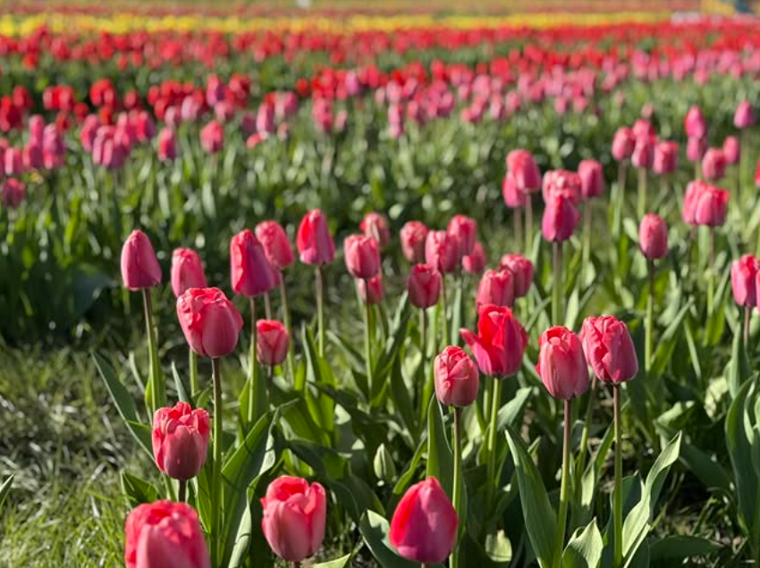 Scottish tulip festival