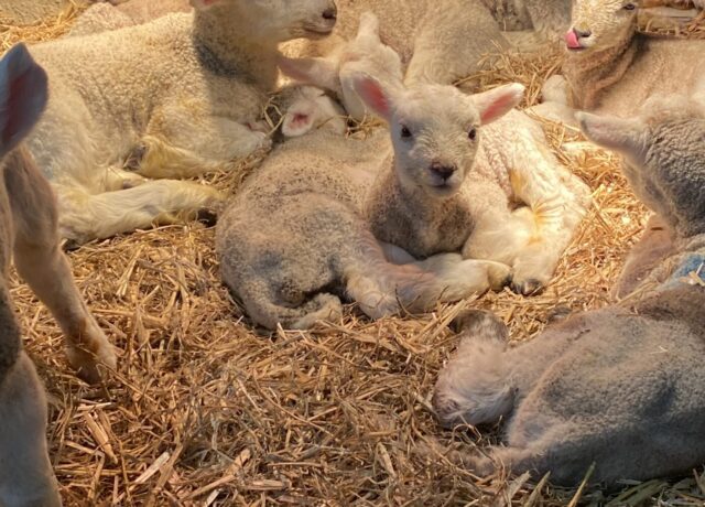 Lambs