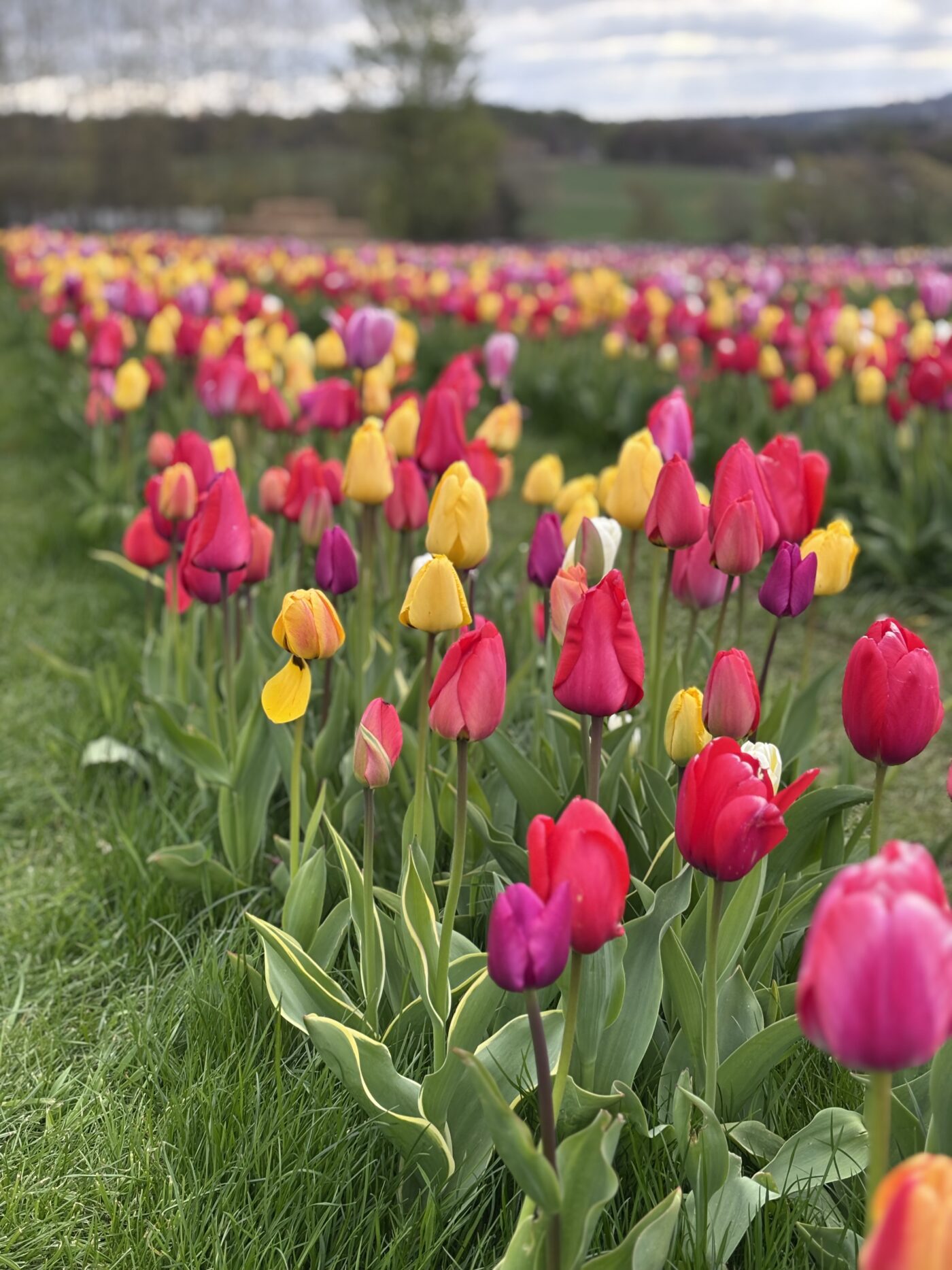 tulip festival