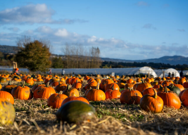 Pumpkin Picking